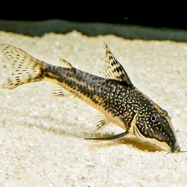 Corydoras barbatus   Pantsermeerval